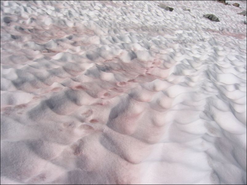 2005-08-20 Lyell (50) red snow - iron